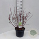 Cornus alba 'Gouchaultii' 60-80 cm 10L