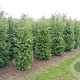 Thuja occ. 'Brabant' 200-225 cm met kluit