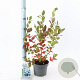 Vaccinium c. 'Duke' 30-40 cm 3,0L