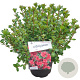 Azalea (J) 'Rex' 25-30 cm 4,0L