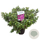 Azalea (J) 'Violetta' 40-50 cm 10L
