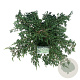 Juniperus communis 'Ristol' 60-80 cm P26