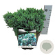 Juniperus squamata 'Blue Star' 30-40 cm 7,5L