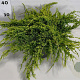 Juniperus squamata 'Holger' 40-50 cm 5,0L