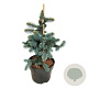 Picea pungens 'Bialobok' 30-40 cm 4,5L
