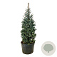 Picea pungens 'Erich Frahm' 175-200 cm cont. 180L solitair