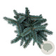 Picea pungens 'Karpaten' 25-30 cm 5,0L