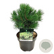 Pinus mugo 'Gnom' 20-25 cm