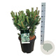 Pinus mugo 'Green Column' 40-50 cm 15L