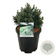 Pinus mugo 'Green Pearl' 30-40 cm 15L