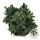 Pinus mugo 'Green Pearl' 30-40 cm 15L