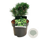 Pinus mugo 'Heideperle' 20-25 cm