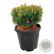 Pinus mugo 'Mops' 30-40 cm 15L