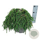 Tsuga can. 'Cole's Prostrate' 30-40 cm 7,5L