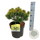 Pinus mugo 'Ophir' 25-30 cm 7,5L