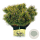 Pinus mugo 'Ophir' 30-40 cm 15L