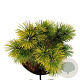 Pinus mugo 'Winter Gold' 15-20 cm