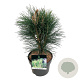Pinus nigra 'Green Tower' 40-50 cm P21