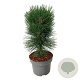 Pinus nigra 'Pyramidalis' 40-50 cm P21