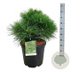 Pinus nigra 'Spielberg' 50-60 cm 30L extra