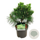 Pinus thunbergii 'Sayonara' 30-40 cm 4,5L