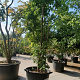 Acer griseum 300-350 cm container meerstammig