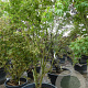 Acer palmatum 300-350 cm container solitair meerstammig