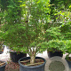 Acer palmatum 300-350 cm container meerstammig struik