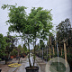 Acer palmatum 350-400 cm container meerstammig