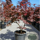 Acer pal. 'Bloodgood' 80-100 cm container