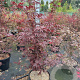Acer pal. 'Bloodgood' 100-125 cm 30L
