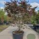 Acer pal. 'Bloodgood' 160-180 cm cont. 90L solitair