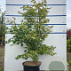 Acer pal. 'Osakazuki' 125-150 cm 20L meerstammig