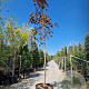 Acer plat. 'Crimson King' 200 cm stam container 16-18 leiboom