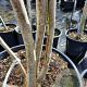 Albizia julibrissin 200-250 cm container meerstammig extra