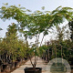 Albizia julibrissin 250-300 cm container meerstammig extra