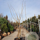 Albizia julibrissin 350-400 cm container meerstammig
