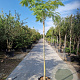 Albizia julibrissin 200 cm stam container 8-10