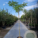 Albizia julibrissin 200 cm stam container 8-10