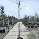 Albizia julibrissin 200 cm stam container 10-12 lei 150x120