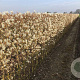 Amelanchier lamarckii 175-200 cm container meerstammig