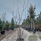 Amelanchier lamarckii 200-225 cm container