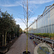 Amelanchier lamarckii 10-12 HO 40L