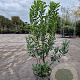 Arbutus unedo 80-90 cm 10L