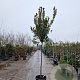 Arbutus unedo 200 cm stam container 12-14