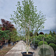 Betula utilis jacquemontii 350-400 cm container meerstammig