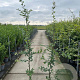 Carpinus betulus 150-175 cm 5,0L