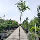 Cercis canadensis 200 cm stam container 8-10