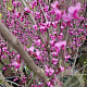 Cercis can. 'Forest Pansy' 350-400 cm container