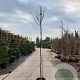 Cercis can. 'Forest Pansy' 200 cm stam container 6-8